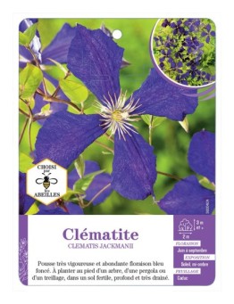 CLEMATIS JACKMANII