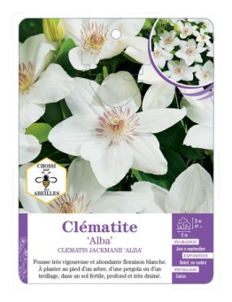 CLEMATIS JACKMANII ALBA