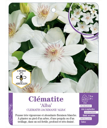CLEMATIS JACKMANII ALBA