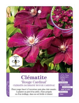 CLEMATIS JACKMANII ROUGE CARDINAL