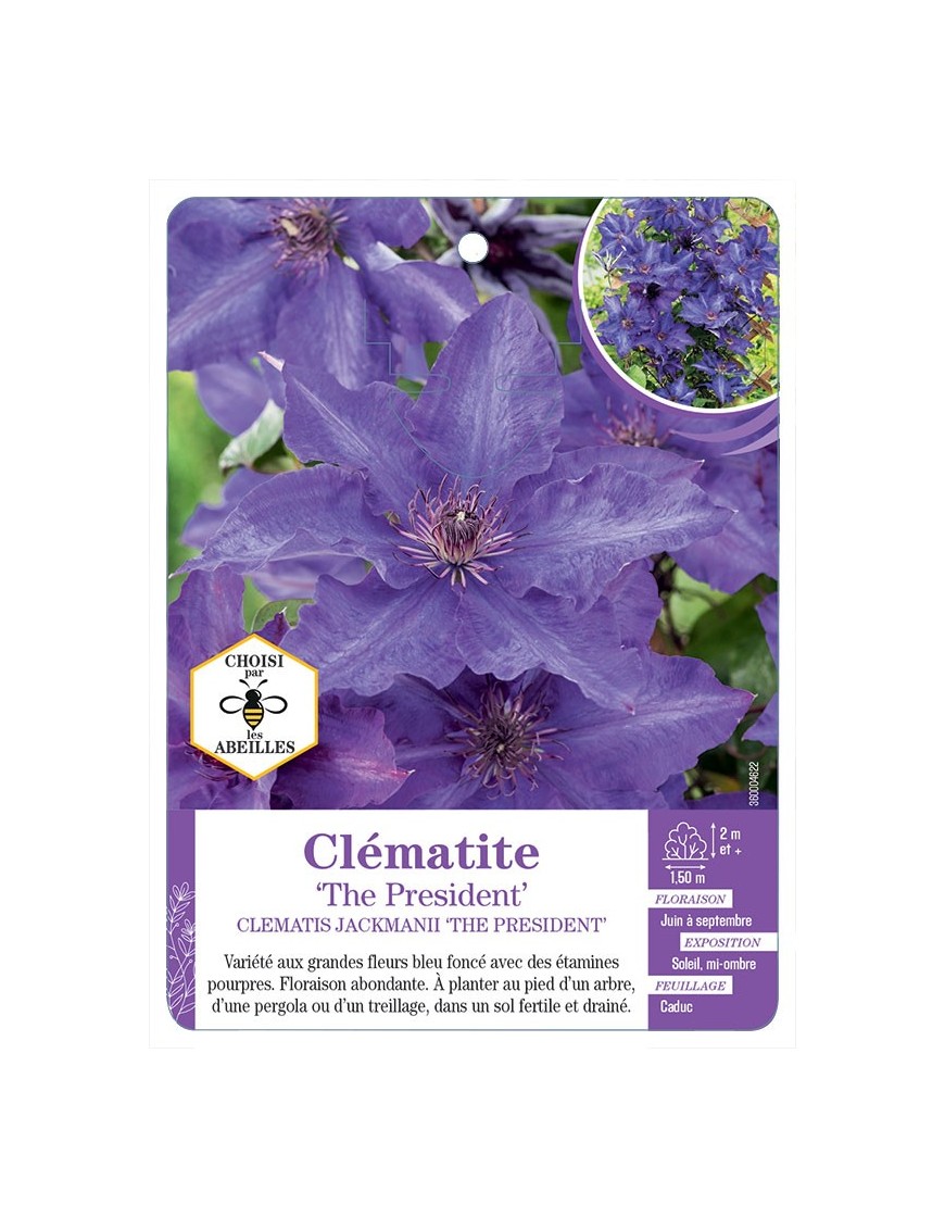 CLEMATIS JACKMANII THE PRESIDENT