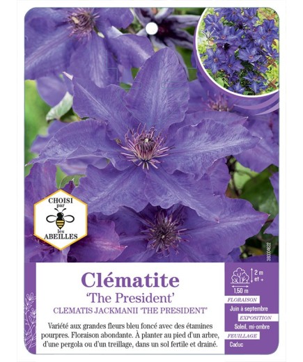 CLEMATIS JACKMANII THE PRESIDENT