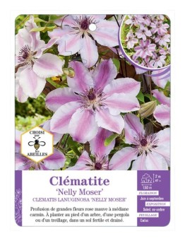 CLEMATIS LANUGINOSA NELLY MOSER