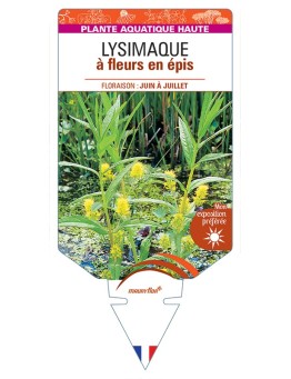LYSIMACHIA thyrsiflora voir Lysimaque à fleurs en épis