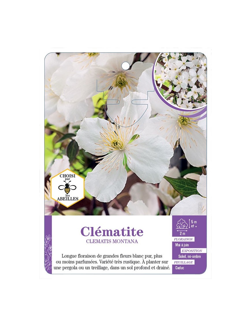 CLEMATIS MONTANA (blanc)