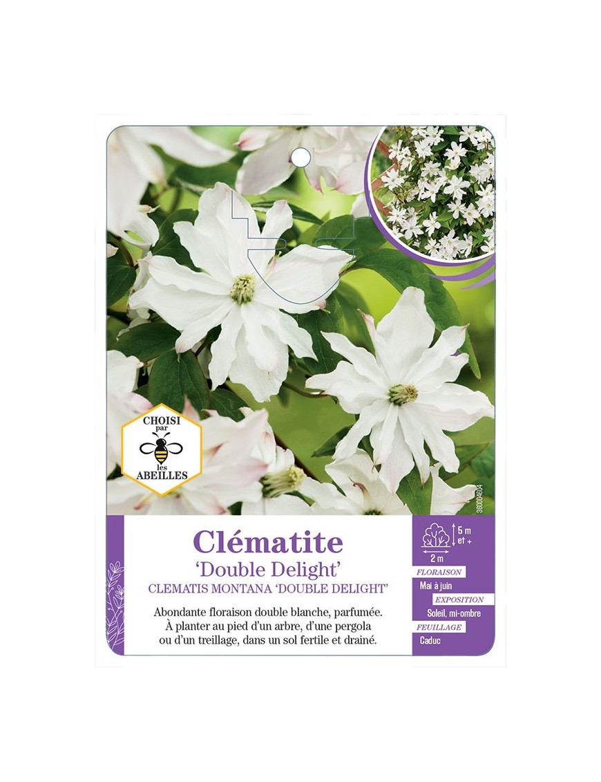 CLEMATIS MONTANA DOUBLE DELIGHT