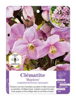 CLEMATIS MONTANA MAYLEEN