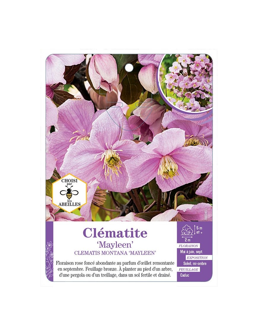 CLEMATIS MONTANA MAYLEEN