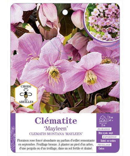 CLEMATIS MONTANA MAYLEEN