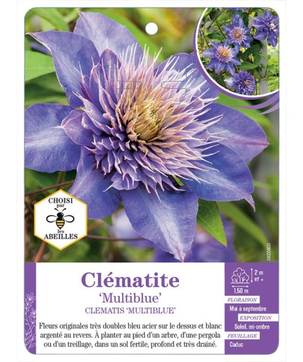 CLEMATIS MULTIBLUE
