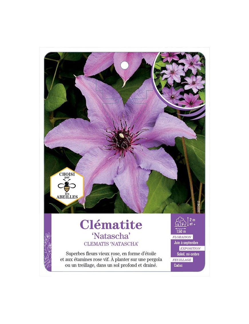 CLEMATIS NATASCHA