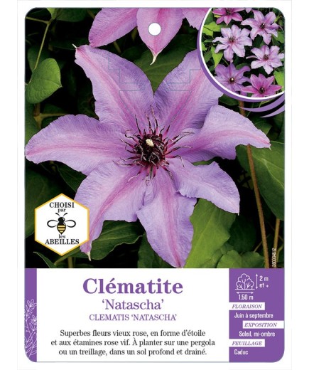 CLEMATIS NATASCHA
