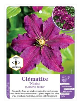 CLEMATIS NIOBE