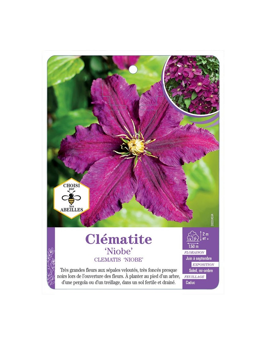 CLEMATIS NIOBE