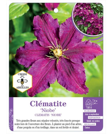 CLEMATIS NIOBE