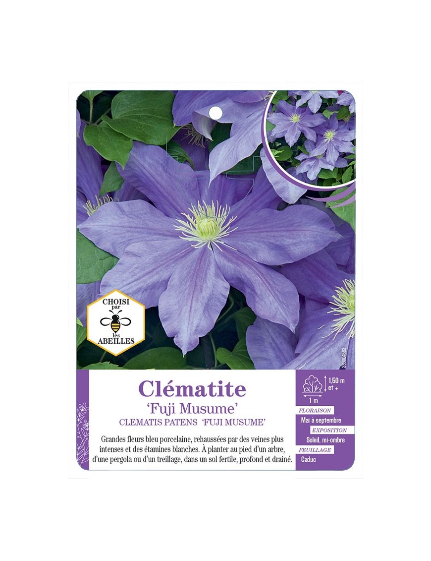 CLEMATIS PATENS FUJI MUSUME