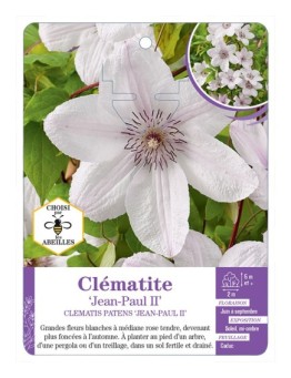 CLEMATIS PATENS JEAN-PAUL II