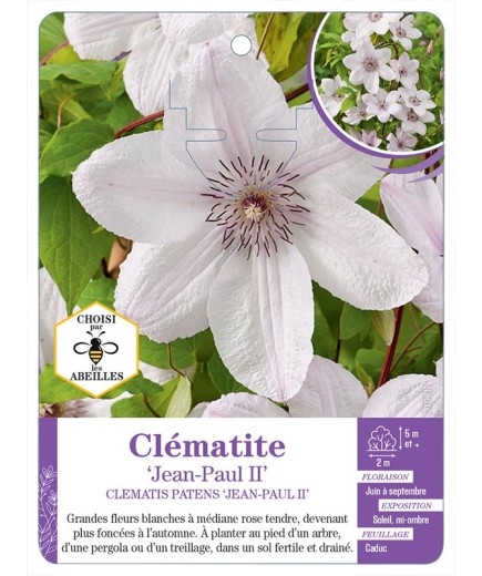 CLEMATIS PATENS JEAN-PAUL II