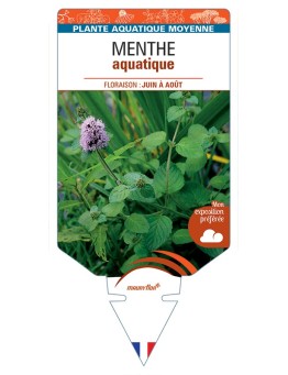 MENTHA aquatica voir Menthe aquatique