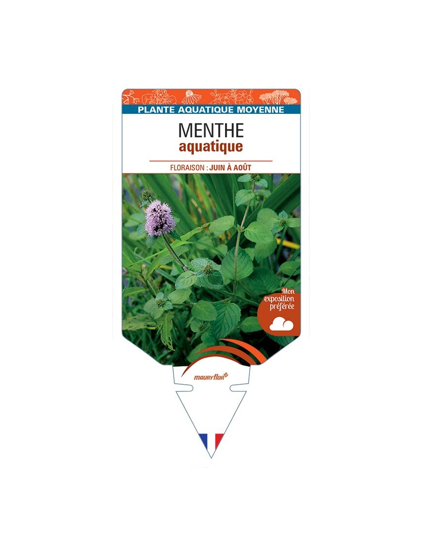 MENTHA aquatica voir Menthe aquatique