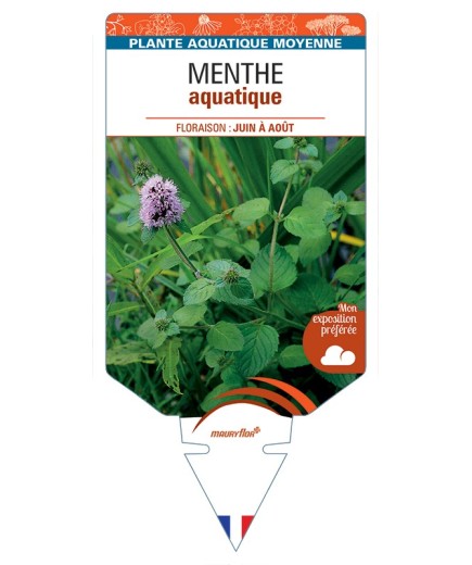 MENTHA aquatica voir Menthe aquatique