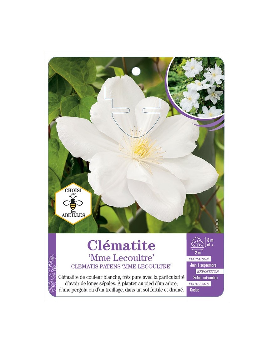 CLEMATIS PATENS MME LECOULTRE