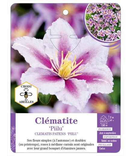 CLEMATIS PATENS PIILU