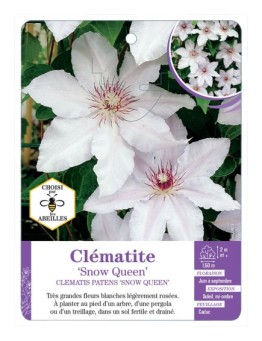 CLEMATIS PATENS SNOW QUEEN