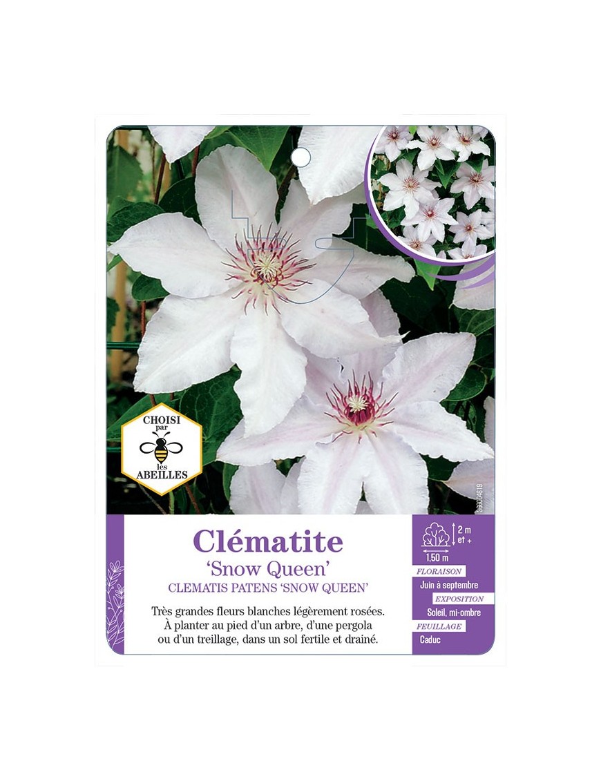 CLEMATIS PATENS SNOW QUEEN