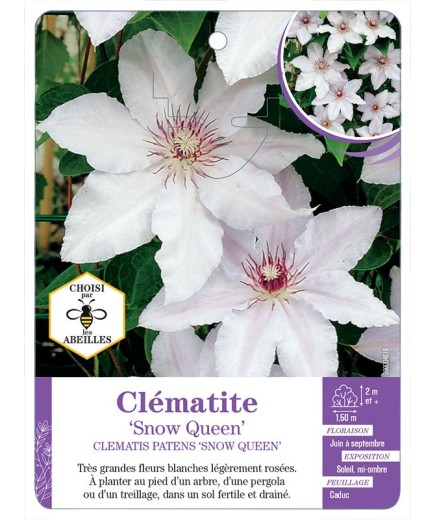CLEMATIS PATENS SNOW QUEEN