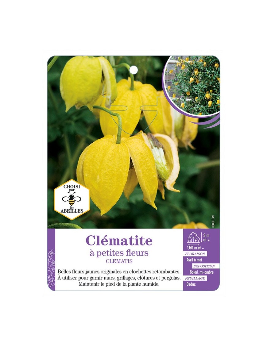 CLEMATIS petites fleurs (jaune)