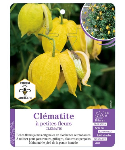 CLEMATIS petites fleurs (jaune)