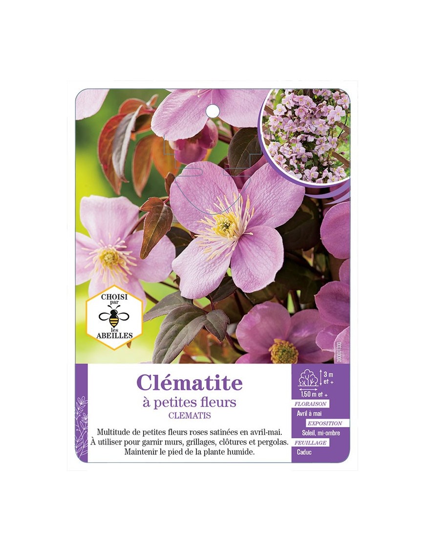 CLEMATIS petites fleurs (rose)