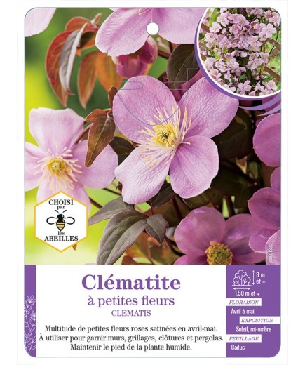 CLEMATIS petites fleurs (rose)