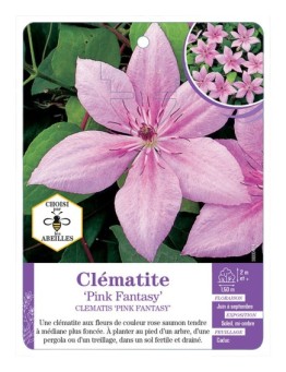 CLEMATIS PINK FANTASY