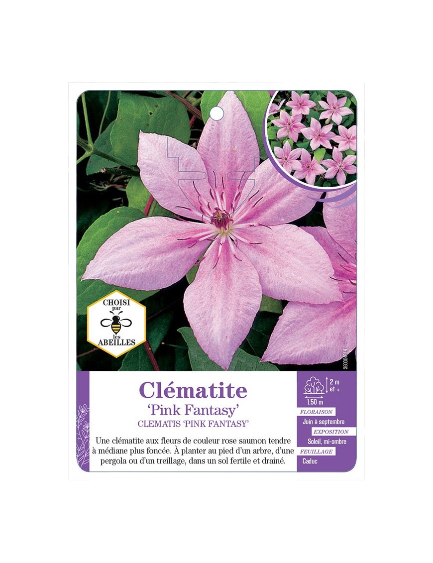 CLEMATIS PINK FANTASY