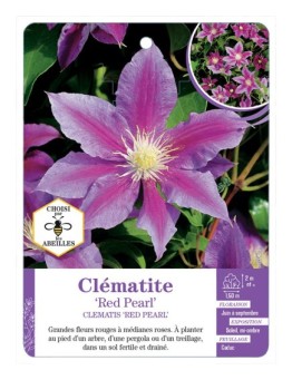 CLEMATIS RED PEARL