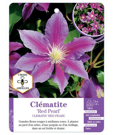 CLEMATIS RED PEARL