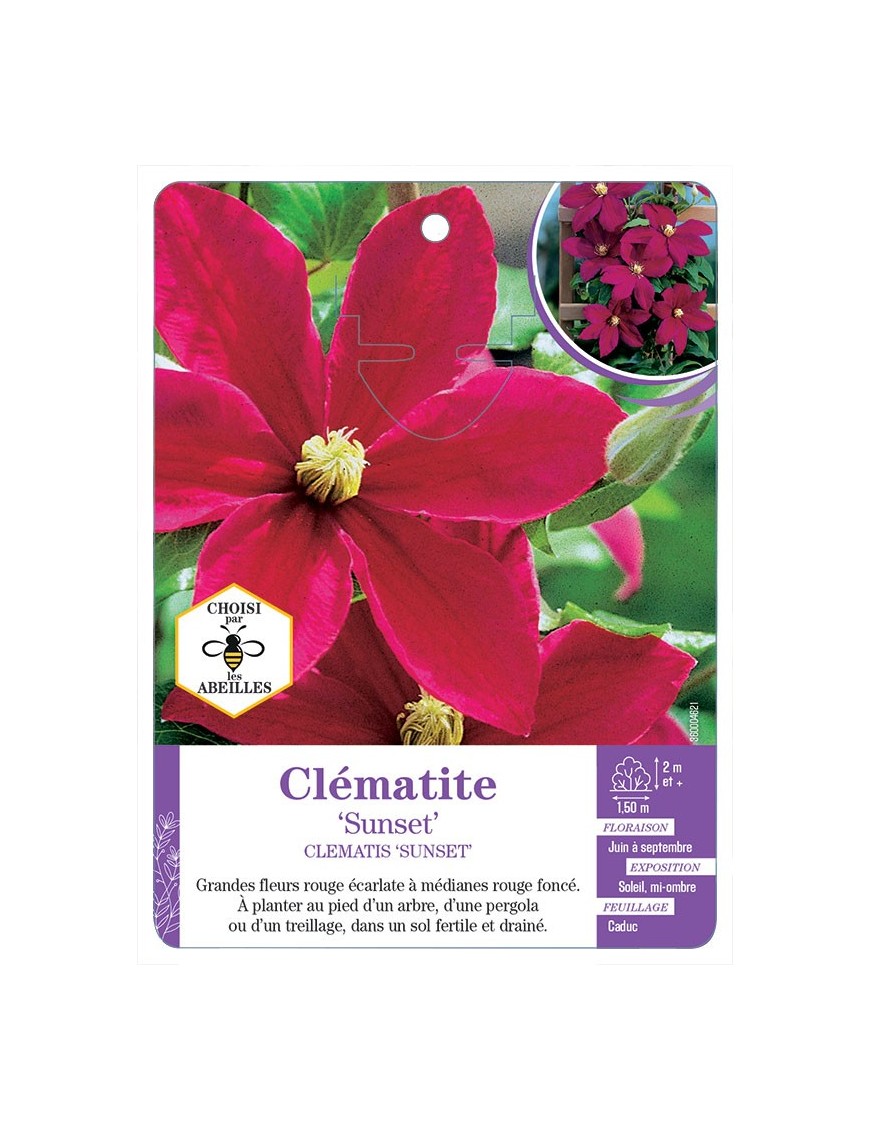 CLEMATIS SUNSET