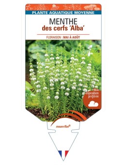MENTHA cervina Alba voir Menthe des cerfs Alba (blanc)