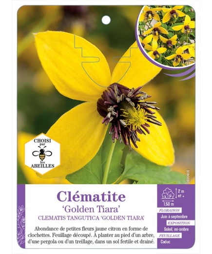 CLEMATIS TANGUTICA GOLDEN TIARA