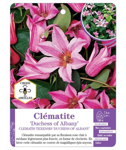 CLEMATIS TEXENSIS DUCHESS OF ALBANY