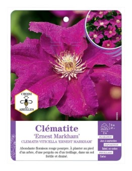 CLEMATIS VITICELLA ERNEST MARKHAM