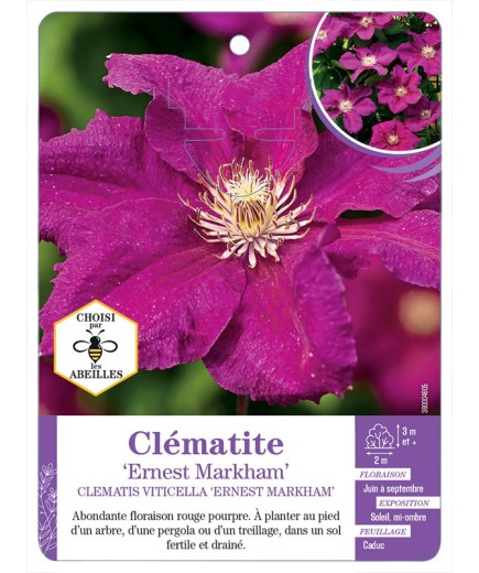 CLEMATIS VITICELLA ERNEST MARKHAM