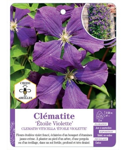 CLEMATIS VITICELLA ÉTOILE VIOLETTE
