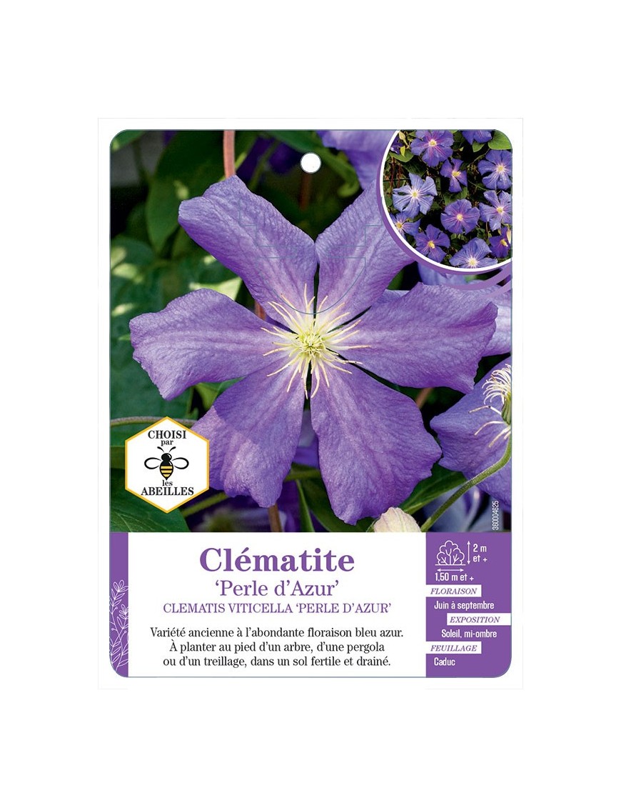 CLEMATIS VITICELLA PERLE D AZUR