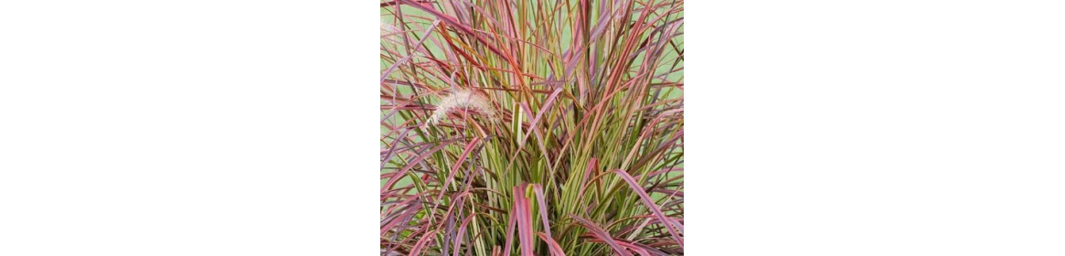 Graminées - 314