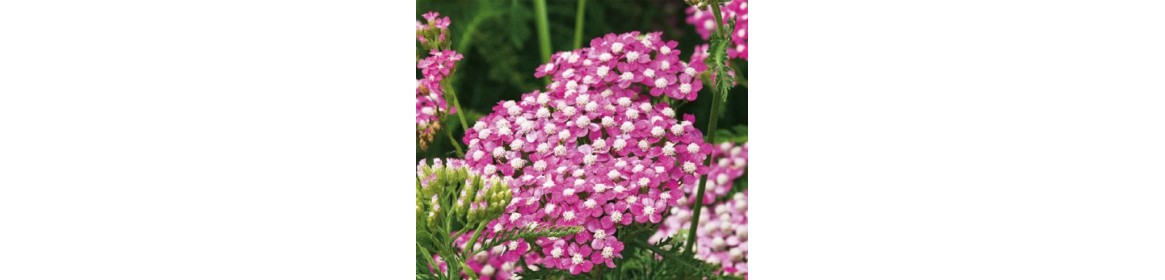 Plantes vivaces - 314