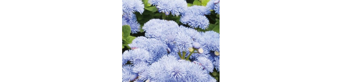 Annuelles & Bisannuelles - 315