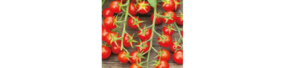 Plants potagers - 315